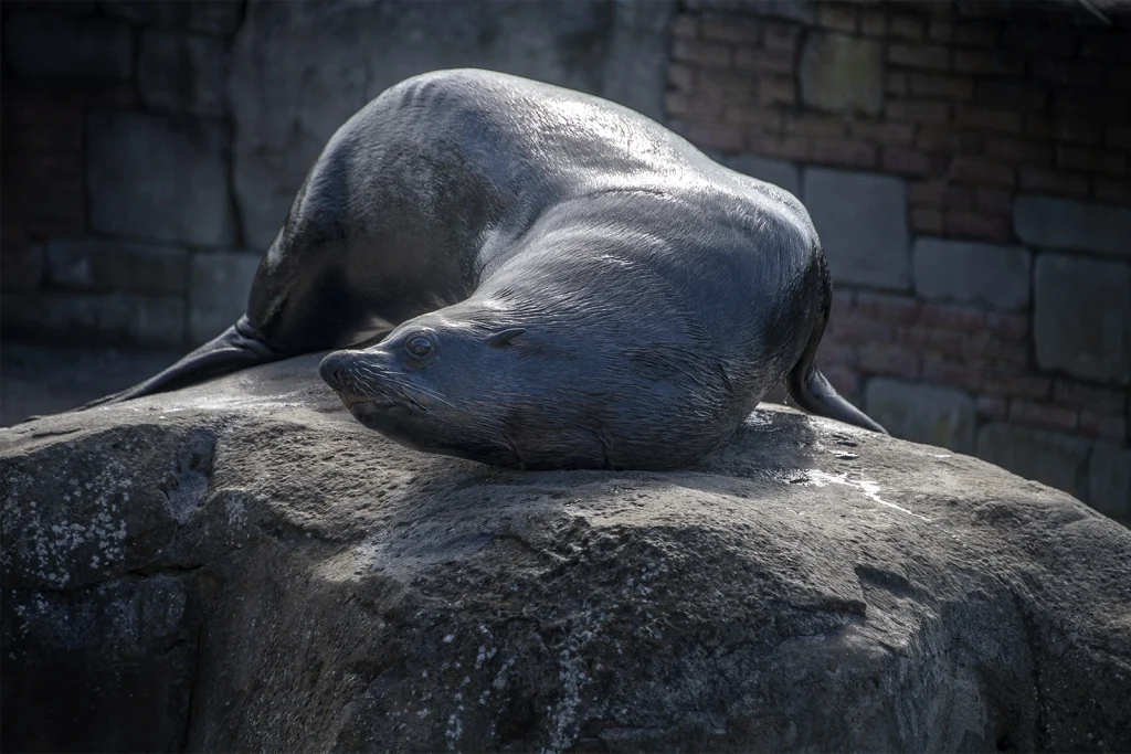 photographier Pairi Daiza pandas geants