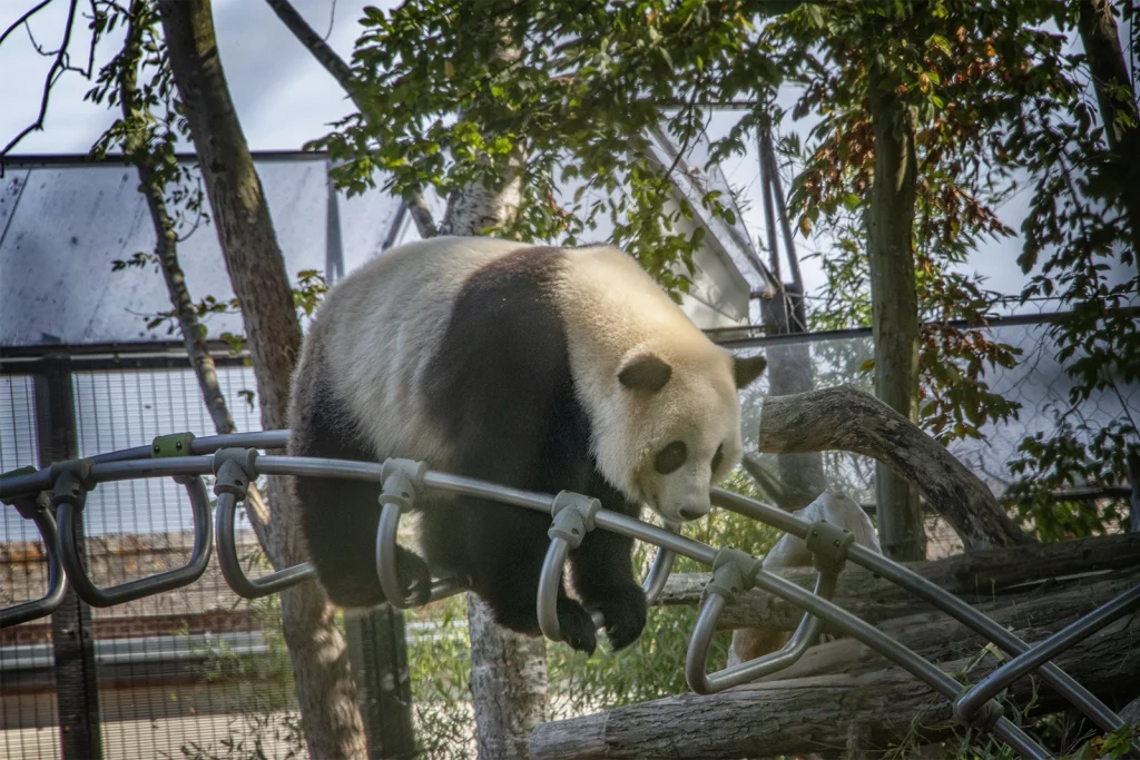 photographier Pairi Daiza pandas geants