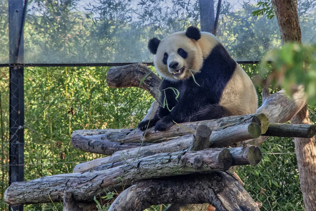 photographier Pairi Daiza pandas geants