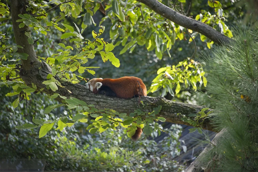 photographier Pairi Daiza pandas geants