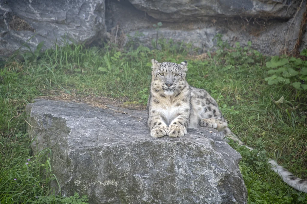 photographier Pairi Daiza pandas geants