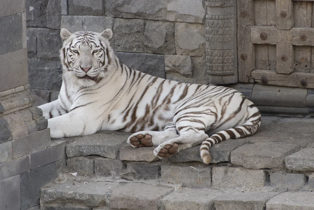 photographier Pairi Daiza pandas geants