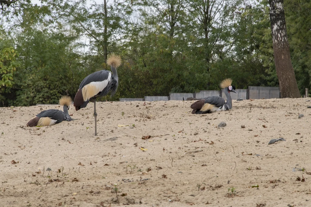 photographier Pairi Daiza pandas geants