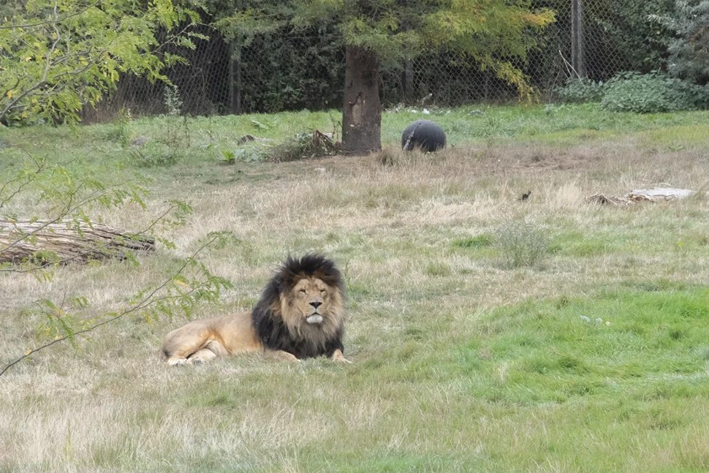photographier Pairi Daiza pandas geants