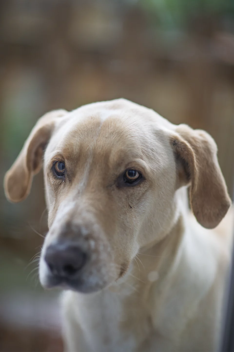 Portrait d'un chien au pelage clair et au regard doux