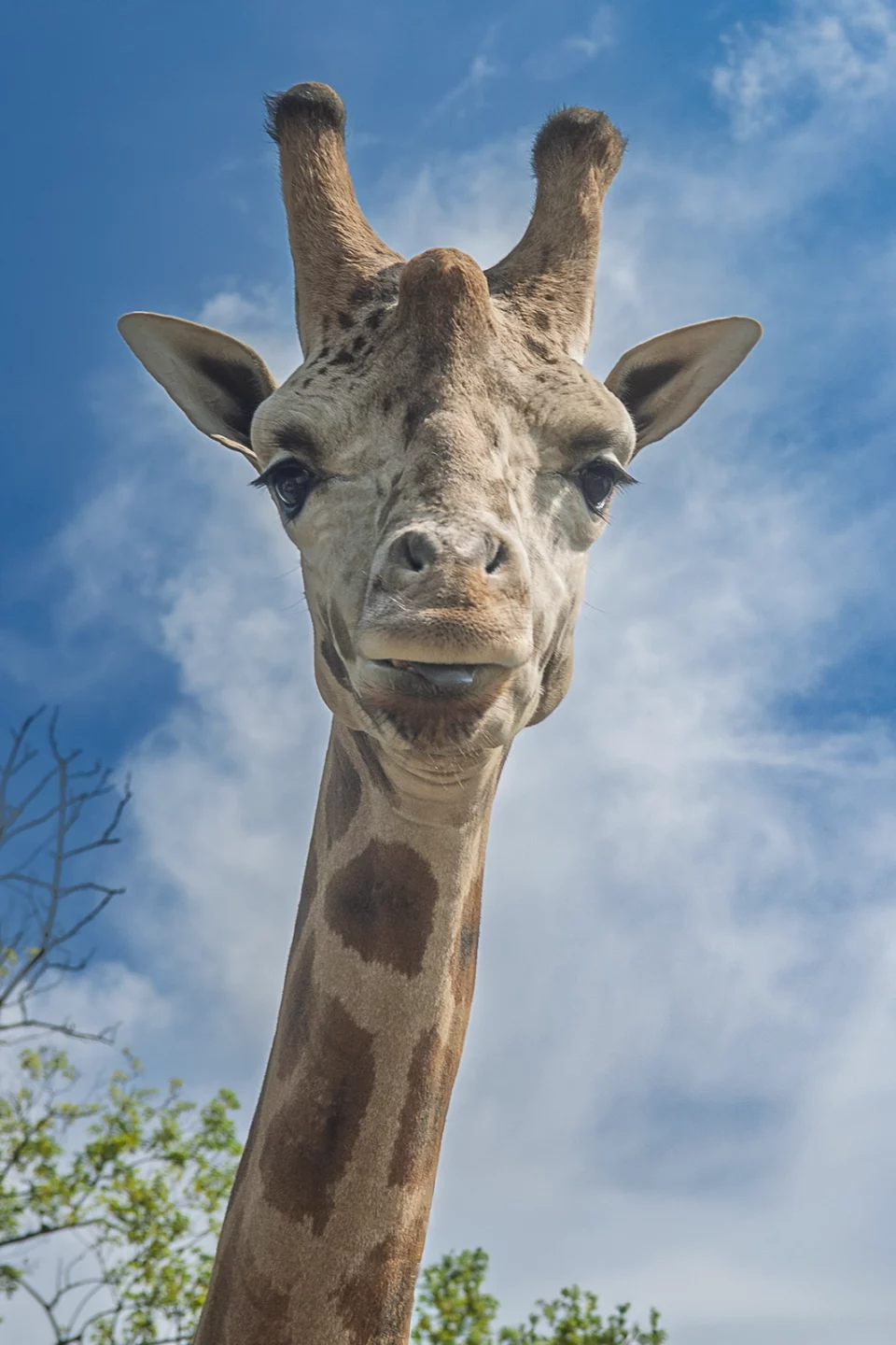 Tête de girafe en contre-plongée sur fond de ciel bleu, à Pairi Daiza