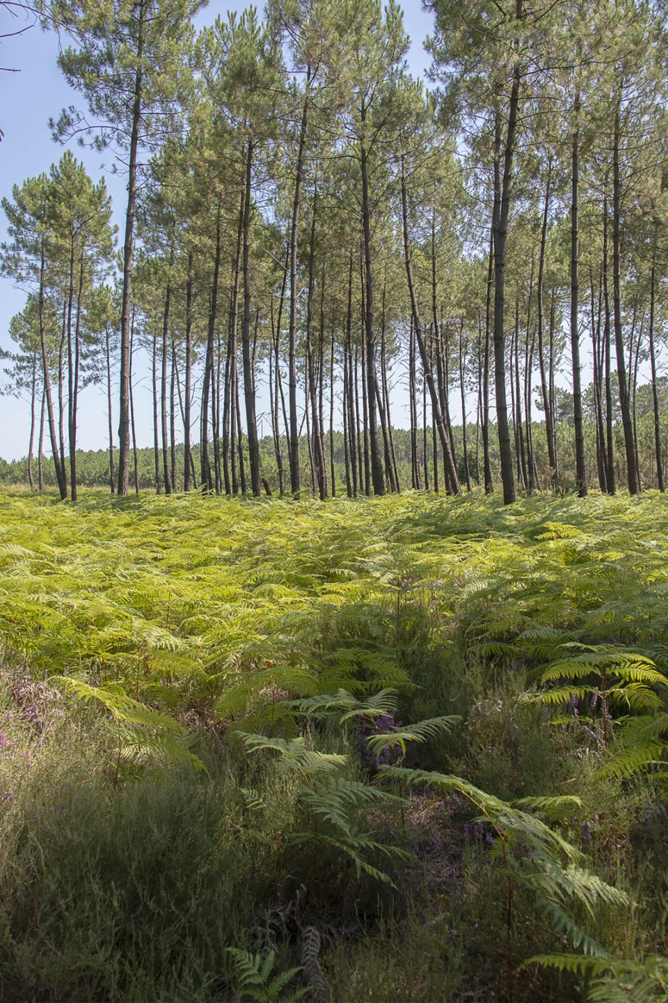 Pinède des Landes aux grands troncs élancés, fougères au premier plan