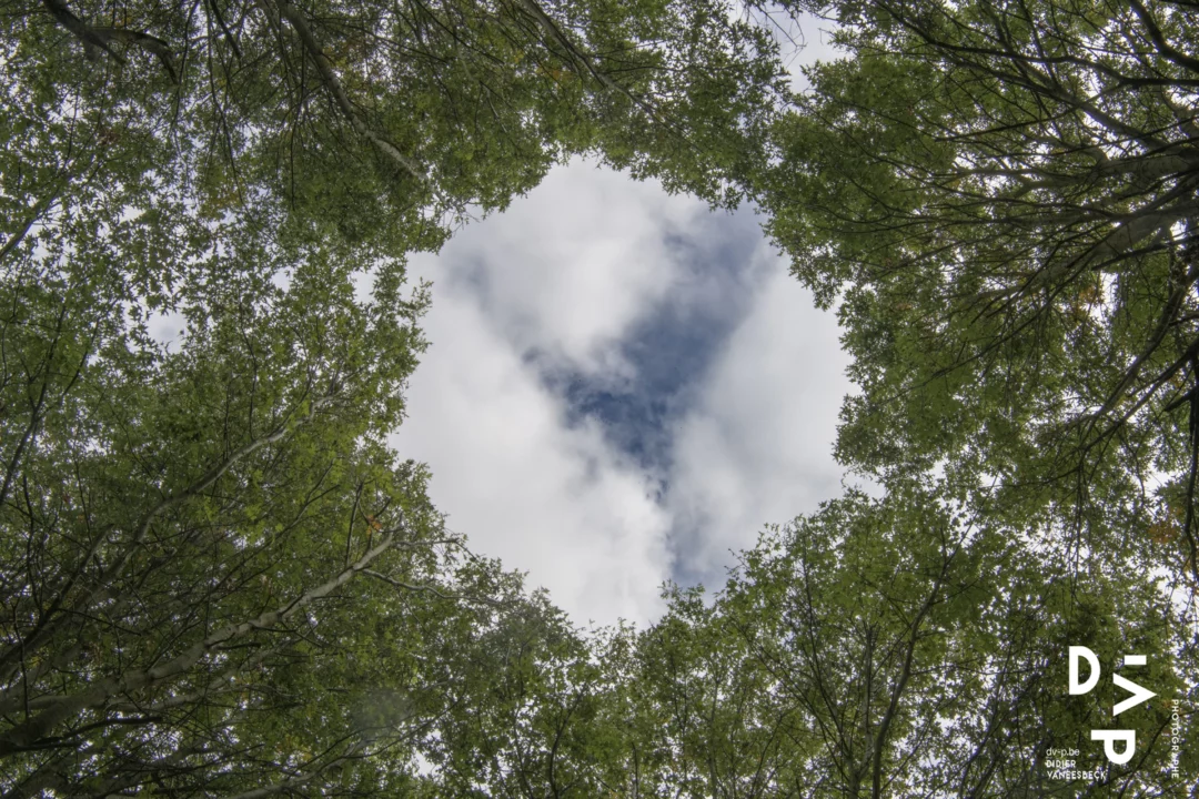 Ciel vu à travers la cime des arbres – Biennale BUTOR, Molenbaix